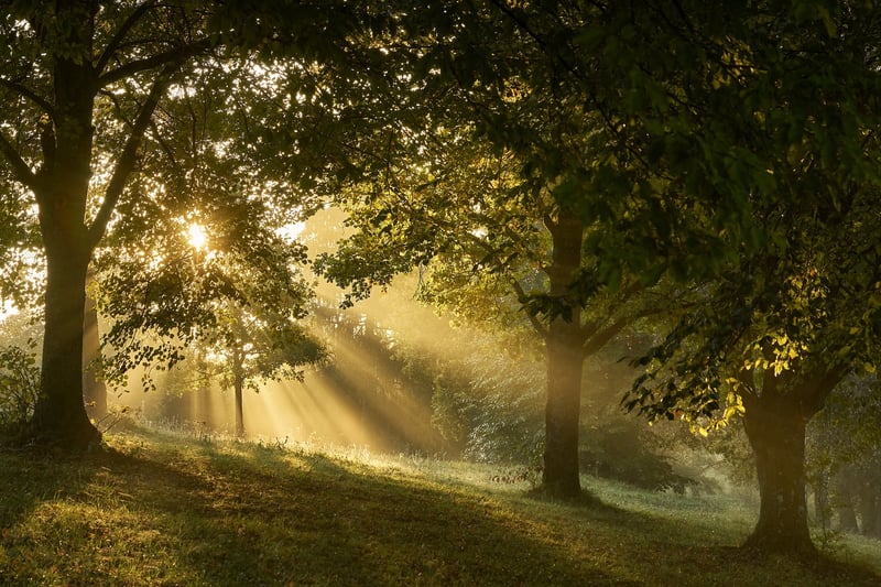 Enchanted Forest